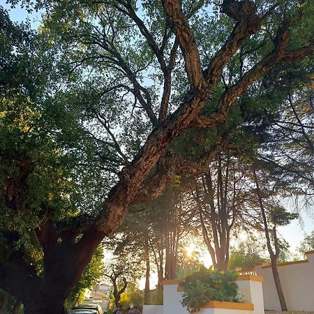 Casa Da Praia Do Ribatejo Bed & Breakfast エクステリア 写真