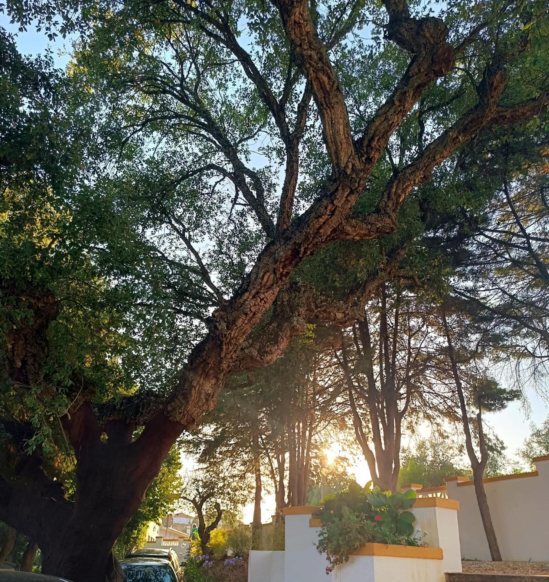 Casa Da Praia Do Ribatejo Bed & Breakfast エクステリア 写真